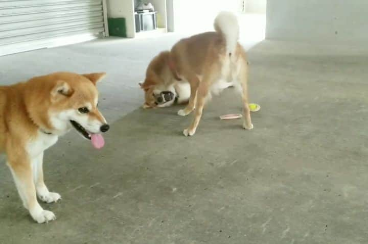 柴犬たま Shibainu Tamaのインスタグラム