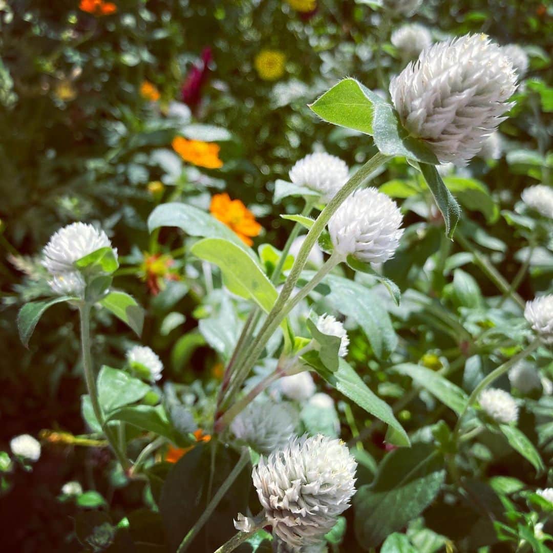 田井弘子さんのインスタグラム写真 - (田井弘子Instagram)「今日も良い天気☆  だんだん秋めいてきましたね。  スマホの写真に、草花が増えてくると中高年の証拠だと思っています。  昨日撮った草花たち。。。」9月9日 12時32分 - hirokotai