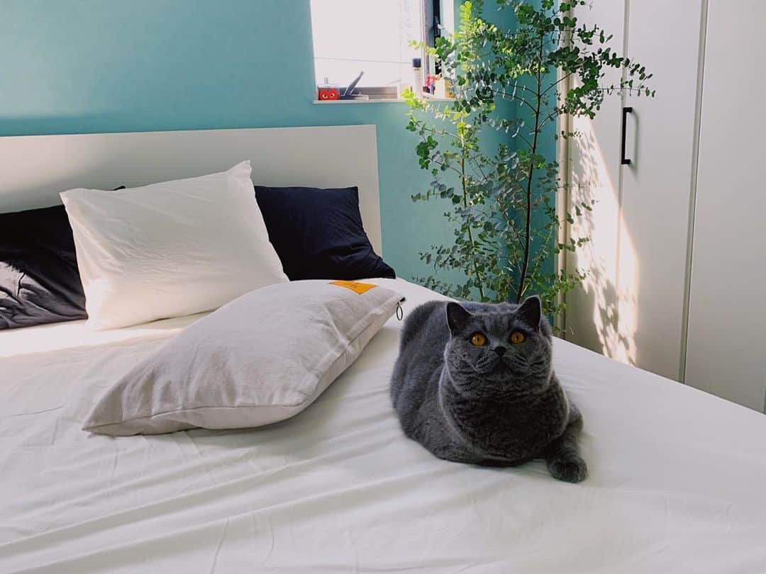 Hikaru Nakamuraさんのインスタグラム写真 - (Hikaru NakamuraInstagram)「せっかく掃除したのに、いつの間にか居座ってるやつ🙃👾  #寝室#ベッド#インテリア#クッション#観葉植物#観葉植物のある暮らし#猫#ブリティッシュショートヘア」9月9日 13時08分 - hikarunosuke