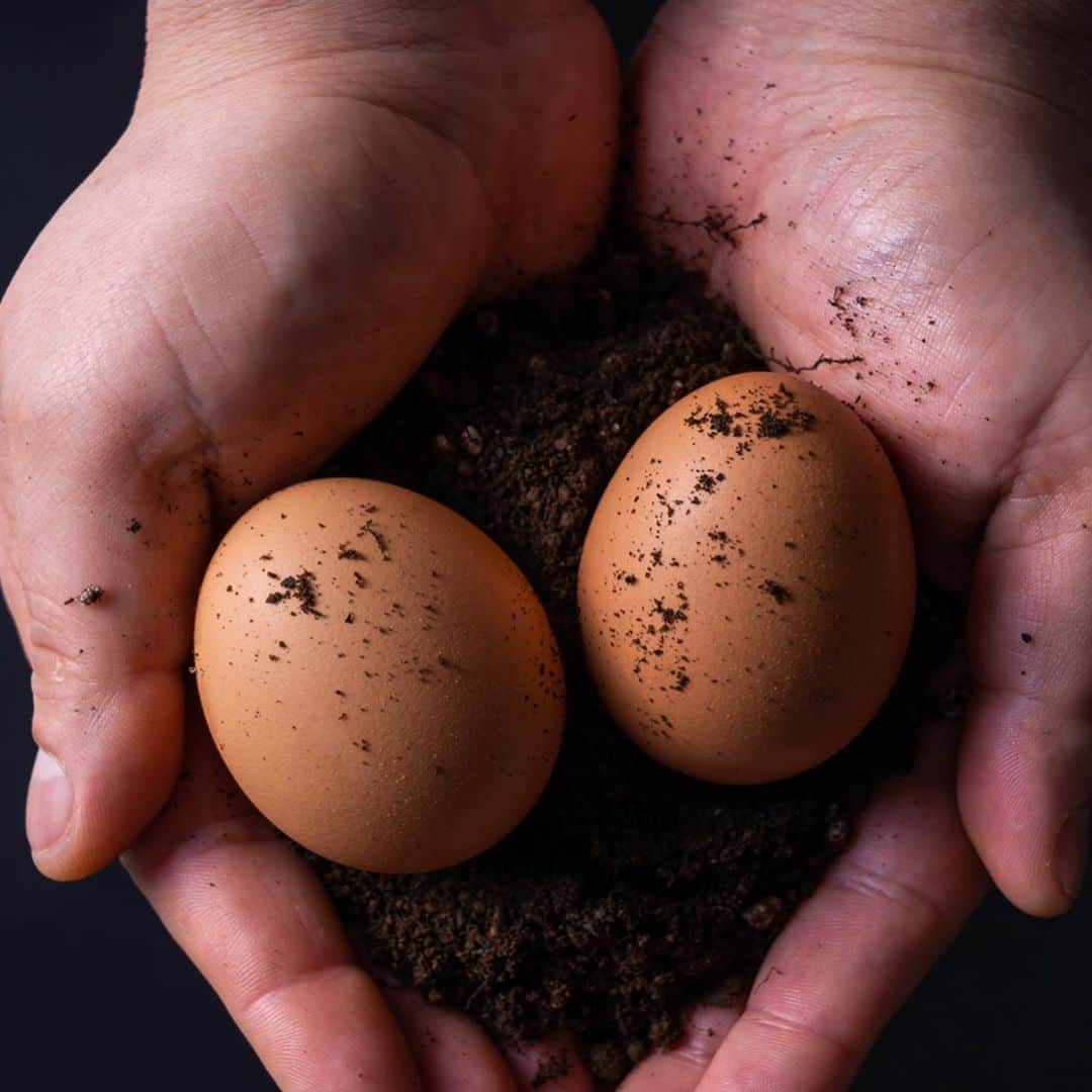 Conrad Osakaさんのインスタグラム写真 - (Conrad OsakaInstagram)「・ 「シーグリル」では、人にも鶏にも優しい平飼いで養鶏を京都で営む「WABISUKE @wabisuke.egg 」さんの卵を使用したお料理をご用意しています。 Enjoy our sustainable cuisine with local partners at C:Grill.  ・ #freerangeeggs #sustainability #kansailocal #kansailocalfood #conradosaka #コンラッド大阪 #シーグリル #関西ローカル #グリル #beatouristinyourowncity #平飼い卵 #wabisuke」9月9日 13時15分 - conradosaka