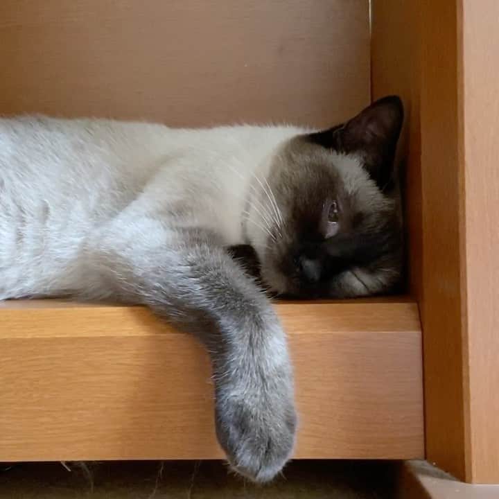 のインスタグラム：「Cute Paws #cat #warabi #cutepaws #catlover #catofthedays #catlifestyle #mako0mako0 #ねこ　#ねこ動画　#わらびちゃん　#かわいい女の子 #両脚揃えて #まこまこ　#猫のいる生活 #猫スタグラム #猫のいる暮らし」