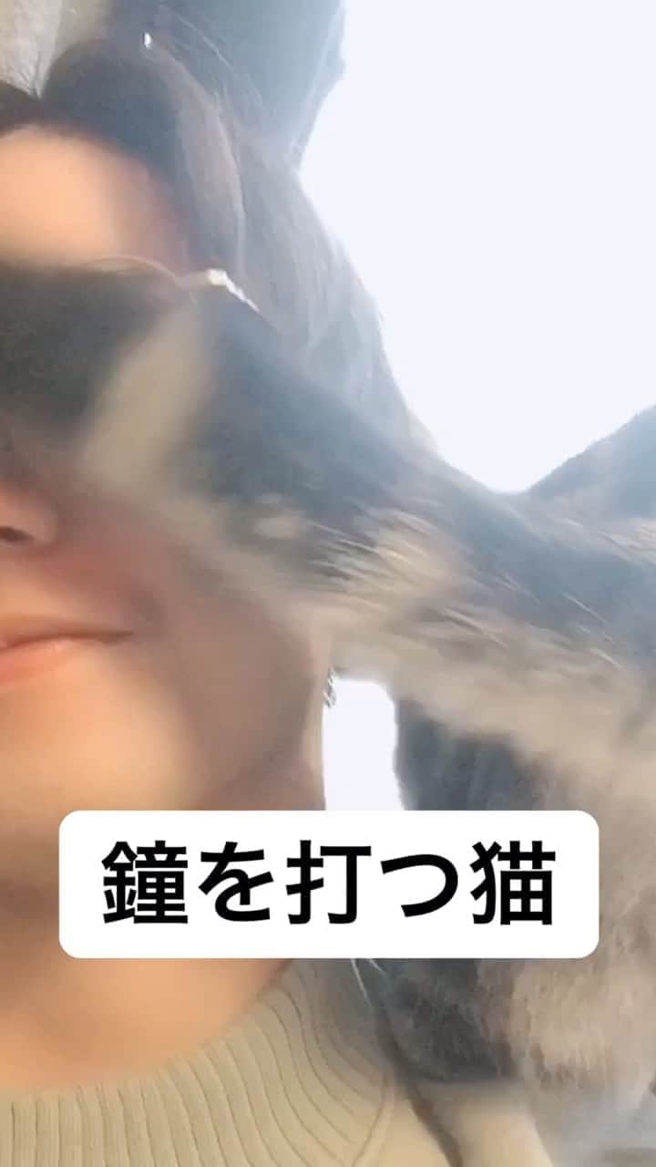 一ノ瀬竜のインスタグラム：「うちの猫CMいけると思います。」