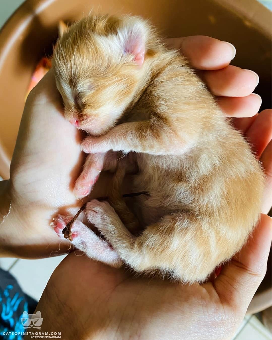 Cats of Instagramさんのインスタグラム写真 - (Cats of InstagramInstagram)「From @brubiriscats: “welcome to the world little kitty 💕” #twitterweek #catsofinstagram」9月9日 13時40分 - cats_of_instagram