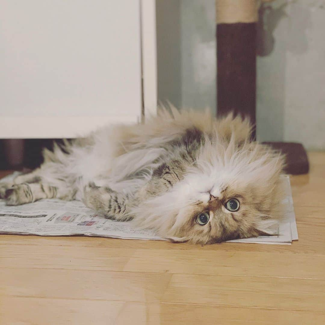 にこさんのインスタグラム写真 - (にこInstagram)「loves sleeping on newspapers  #ねこ #新聞紙 #紙が好き #チンチラゴールデン #cat #naptime #chillin #paper #newspaper #persiancat #catsofinstagram」9月9日 13時50分 - nikon.neko.official