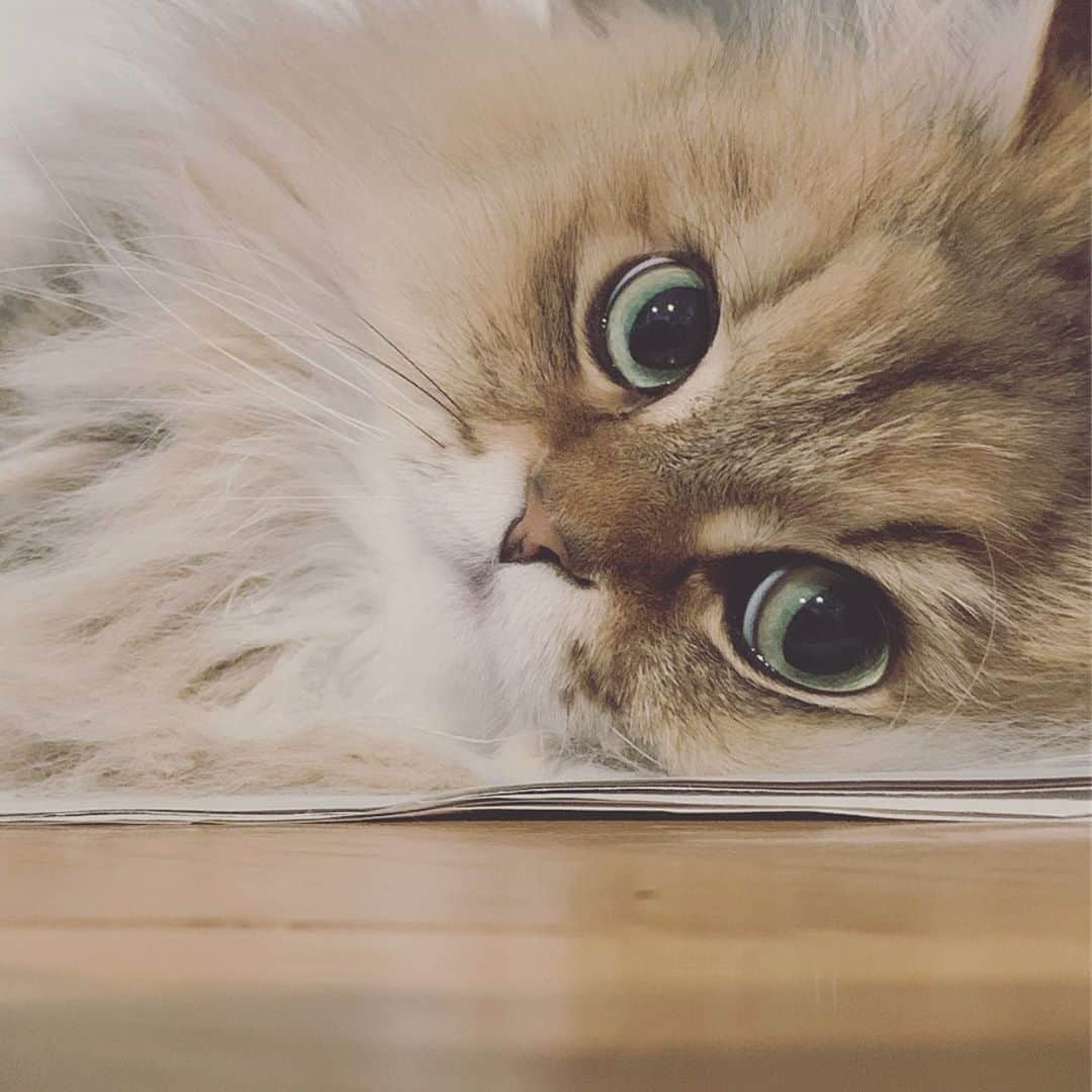 にこさんのインスタグラム写真 - (にこInstagram)「loves sleeping on newspapers  #ねこ #新聞紙 #紙が好き #チンチラゴールデン #cat #naptime #chillin #paper #newspaper #persiancat #catsofinstagram」9月9日 13時50分 - nikon.neko.official