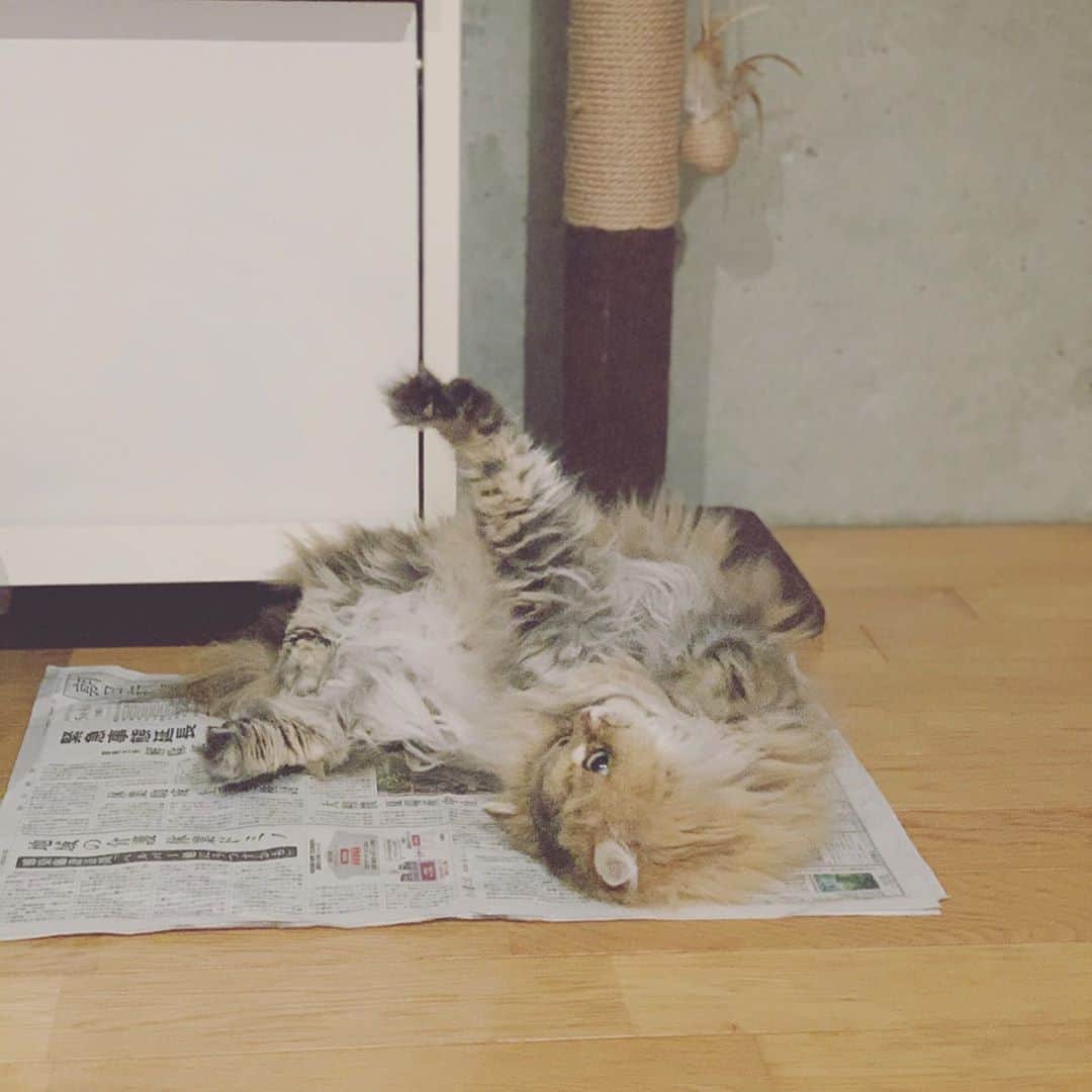 にこさんのインスタグラム写真 - (にこInstagram)「loves sleeping on newspapers  #ねこ #新聞紙 #紙が好き #チンチラゴールデン #cat #naptime #chillin #paper #newspaper #persiancat #catsofinstagram」9月9日 13時50分 - nikon.neko.official