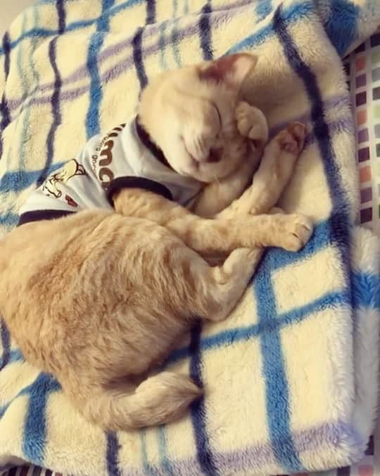 ruiruiのインスタグラム：「福ちゃんは元気です（2020/09/09） . . 寝ながら毛づくろいしている福ちゃんです☺️ ７回目の抗がん剤治療が終わりました。 今は穏やかに過ごしてます。 . . . いつもたくさんの応援コメントをありがとうございます🙏🏻 . . . Fuku-chan has been treated with anti-cancer drugs after radiation therapy. Wearing clothes to protect the treated area. . . #抗がん剤治療 #皮膚型リンパ腫 #リメイク #手作り術後服 #福ちゃんは耳が聞こえない #福ちゃんは人間大好き #右目失明 #元野良猫 #保護猫 #にゃんこ #にゃんすたぐらむ #ねこ #茶トラ #ねこ部 #ふわもこ部 #ペコねこ部 #pecocat #mofmo #deafcat #cute #cat #cats #catlover #catstagram #instacat #Instagramcats #ilovemycat  #catsofinstagram #catstagram_japan」