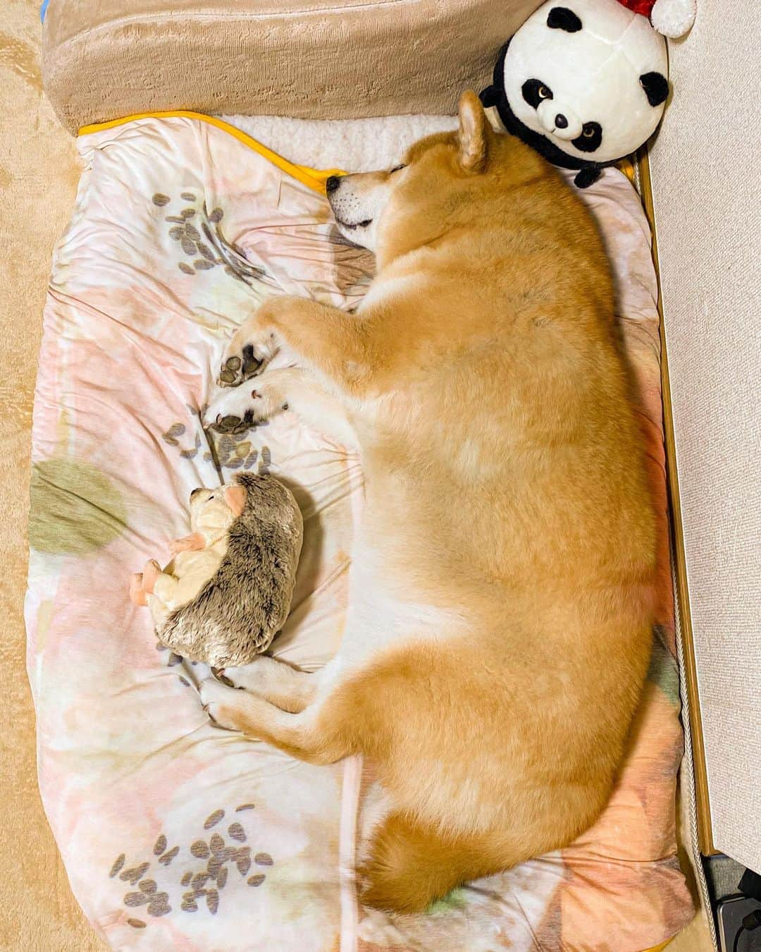 まる（まるたろう）さんのインスタグラム写真 - (まる（まるたろう）Instagram)「Good night!✨🐶💤✨ハリーさんと一緒に寝るんだ〜 #狭くないかな🙄 #なんだかこの角度は尻尾が短く見える #なんでかな🤔」9月10日 0時10分 - marutaro