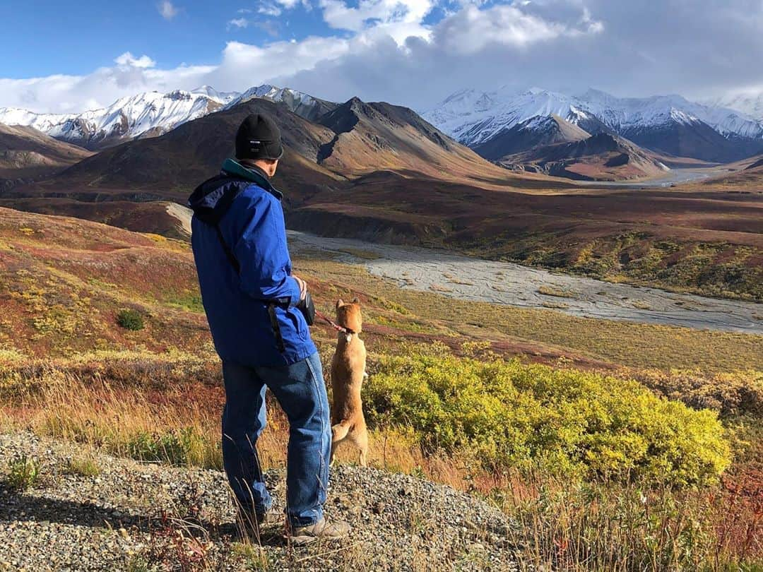 Rylaiさんのインスタグラム写真 - (RylaiInstagram)「Sometimes all we need is the beauty of nature to soothe our souls!!  . This photo was shared with us from the parents of our beautiful Singer Puppy #5, “C”. They named him C so every child and person he meets can finish the name, so he can be special to them.  Yoko and her husband Scoot live in Alaska.  C has a BFF and it’s their cat.  He is the singer puppy in the videos with the white spot on his nose.  I absolutely fell in love with this boy and he has grown into such an amazing Singer!!!  . Yoko and Scott take such amazing care of him! We were truly blessed in that 1) we had placement for all our potential puppies before we even decided to have a litter. 2) all of our babies went to  amazing singer experienced homes and live amazing lives.  . We have kept Nicky intact for Singer conservation, but will wait until it is right for conservation to have a litter, we have the appropriate pairing, and we have placement for the babies.  . . #singers #ngsd #newguineasingingdogs #dogs #dog #denali #primitivedogs #dingo #forestdingo #singsongalongs #chorushowl #singdontbark #c #puppy #dogsofig #dogsofinstagram #dogsofinsta #dogslife #alaska #nature #heal #jabcecc」9月10日 0時10分 - jabcecc