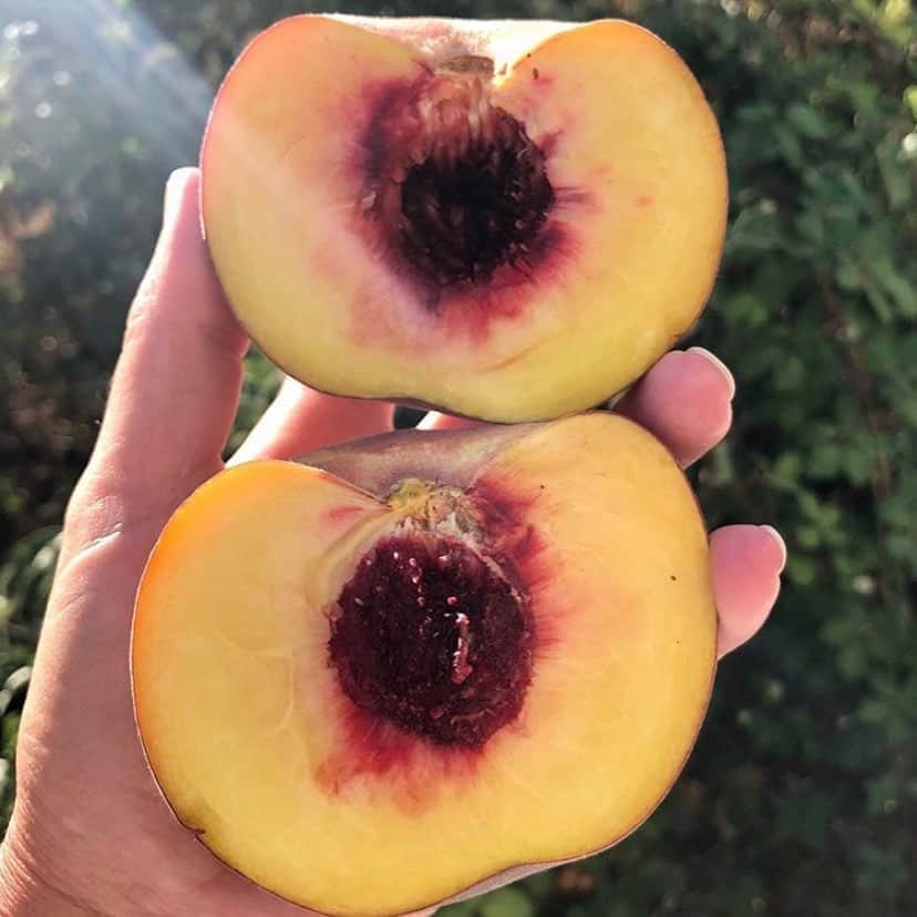 Portlandさんのインスタグラム写真 - (PortlandInstagram)「It’s a peachy day to hit up the @portlandfarmers! Tune in today (9/9) at 10AM as we go LIVE for a walk-through of the Shemanski Farmers Market. See you soon!🤗 - 📷: @bairdfamilyorchards  #Portland #PortlandNW #PDX #OregonNW #FarmersMarket」9月10日 0時30分 - portland