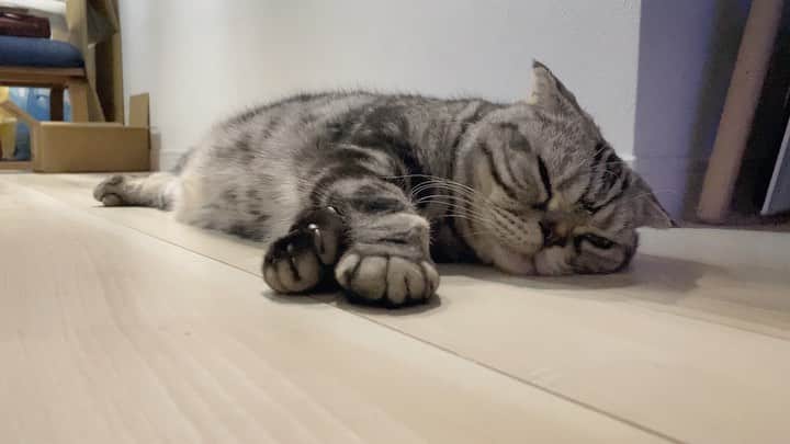 Shishi-maruのインスタグラム：「🐱Good night:) 🐱グンナイ、ししまる ーーーーーーーーーーーーー 🌺「渋ネコ ししまるさん」ねこのきもちWEB MAGAZINE にて毎週金曜日エッセイの連載中 ーーーーーーーーーーー 📕「ぷっちねこ。」「3匹のちいさな猫を召喚できたなら」「ちいさな猫を召喚できたなら」徳間書店より単行本発売中 ーーーーーーーーーーー ⭐︎ねこ漫画→@tacos_cat 🌺Twitter →@taco_emonemon ーーーーーーーーーーー」