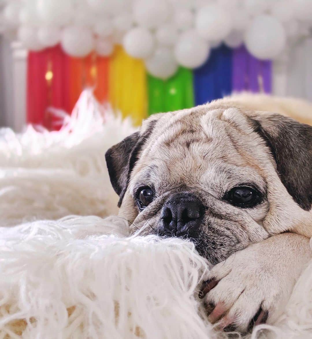 ロッコのインスタグラム：「I wish the rainbow bridge had visiting hours . . . #Roccothepug #pug #puglife #pugstagram #pugsofinstagram #dogsofinstagram #weeklyfluff #theweekoninstagram #austindogs #dogsofbark #thetomcoteshow #teampixel #atx #buzzfeedanimals #speakpug #rainbow #rainbowbridge」