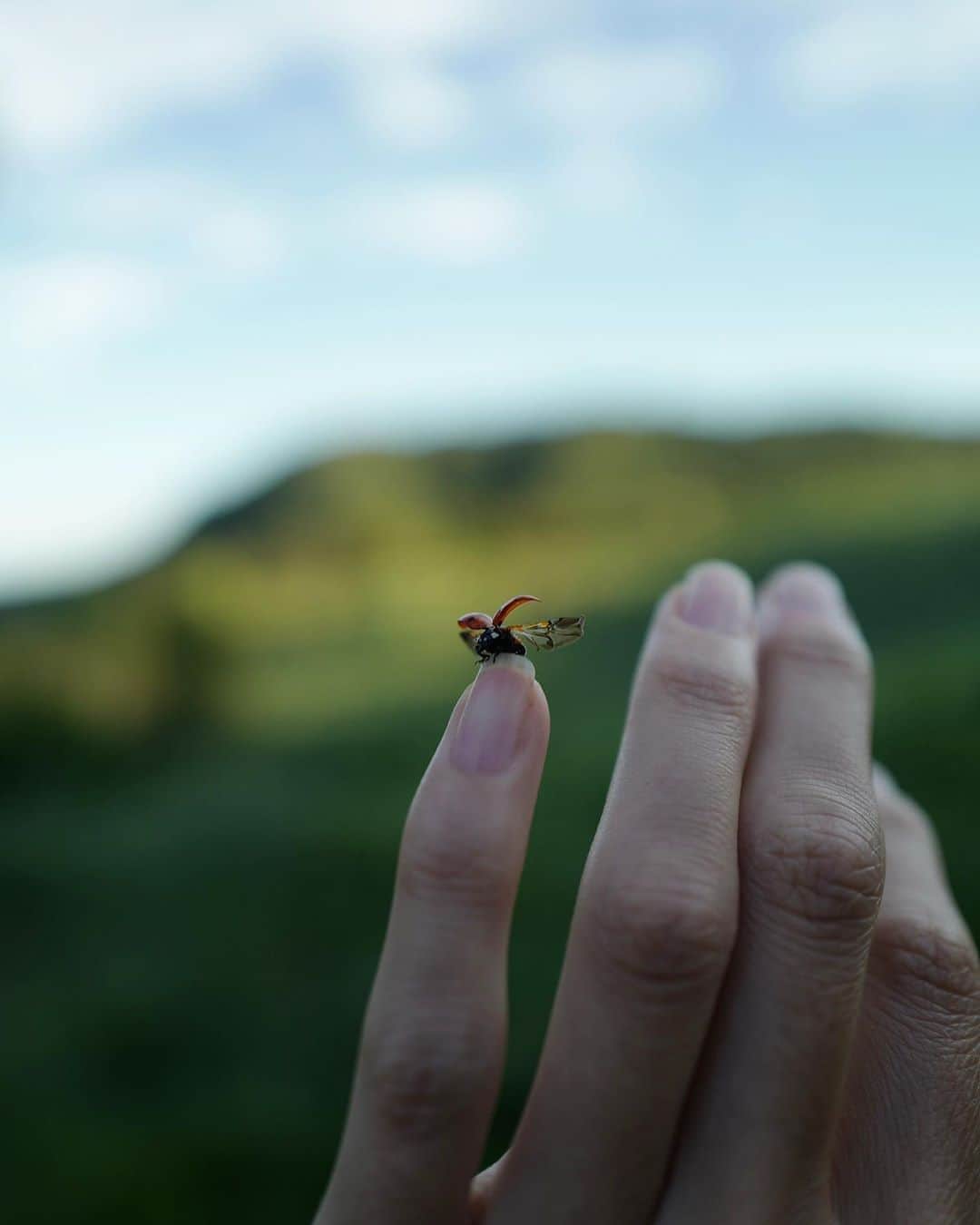 ニッキー・リードさんのインスタグラム写真 - (ニッキー・リードInstagram)「“Magic happens but it takes patience.” Things you learn from ladybugs 🐞」9月10日 0時44分 - nikkireed