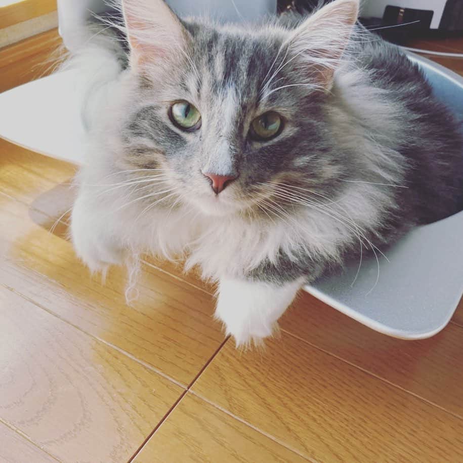 水沢美心のインスタグラム：「#猫 の ジャックさんだよ！ #ノルウェージャンフォレストキャット  っていう品種で大型になる猫なんだ  #ペット #オス #キャット」