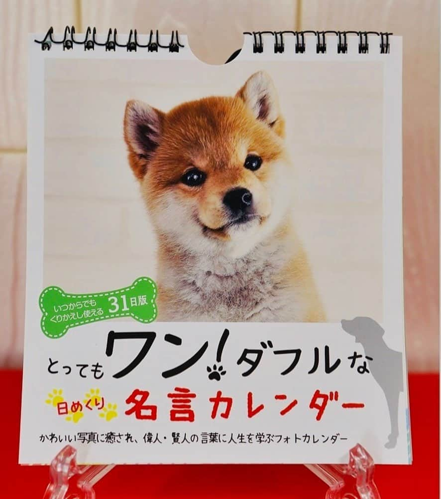 犬小屋??さんのインスタグラム写真 - (犬小屋??Instagram)「こびんちゃんが、DAISOで販売されている『ワン！ダブルな日めくり名言カレンダー』の19日に掲載させていただいております。 こびんちゃんが必死に泳いでいるこの写真は、トム，クルーズ様の名言とコラボになってます😍 31の名言。かなり素敵！ 他のワンちゃんの写真も可愛いです❤️ 是非、一家に一冊！ いや、家族一人に一冊！ もちろん¥110ですーーーっ！ 嬉しくて、インスタで宣伝してますが DAISOの回し者でもなんでもありません💦 ただ、嬉しいだけです😃  皆さま、DAISOにGo🏃‍♀️  #chihuahua  #犬小屋 #こびすたぐらむ #チワワ #日めくりカレンダー #名言集 #ただ嬉しいだけなの  #cutydog #チワワカレンダー #チワワ大好き  #チワワのいる暮らし」9月9日 16時03分 - tiwa1109