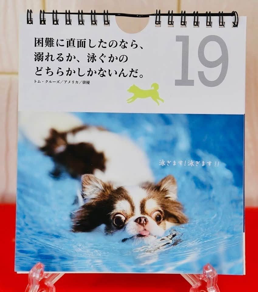 犬小屋??のインスタグラム：「こびんちゃんが、DAISOで販売されている『ワン！ダブルな日めくり名言カレンダー』の19日に掲載させていただいております。 こびんちゃんが必死に泳いでいるこの写真は、トム，クルーズ様の名言とコラボになってます😍 31の名言。かなり素敵！ 他のワンちゃんの写真も可愛いです❤️ 是非、一家に一冊！ いや、家族一人に一冊！ もちろん¥110ですーーーっ！ 嬉しくて、インスタで宣伝してますが DAISOの回し者でもなんでもありません💦 ただ、嬉しいだけです😃  皆さま、DAISOにGo🏃‍♀️  #chihuahua  #犬小屋 #こびすたぐらむ #チワワ #日めくりカレンダー #名言集 #ただ嬉しいだけなの  #cutydog #チワワカレンダー #チワワ大好き  #チワワのいる暮らし」