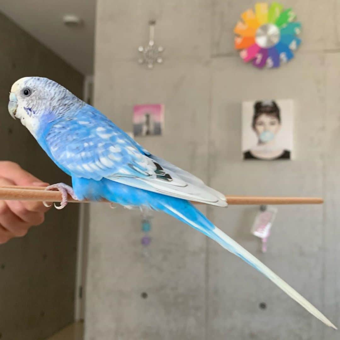 のインスタグラム：「セキセイインコを飼いました🦜 名前は、ぴーちゃんです  #セキセイインコ」
