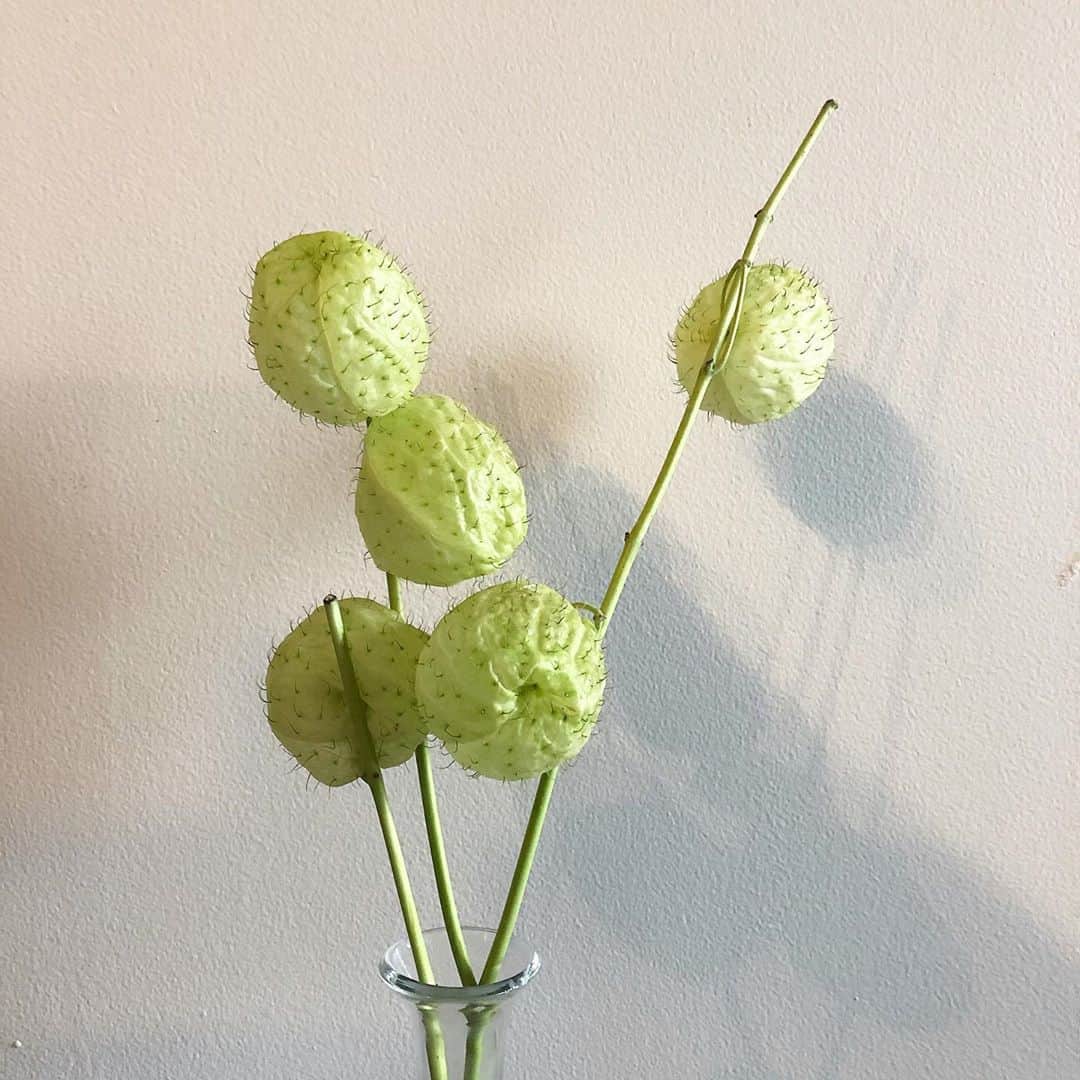 北岡りえのインスタグラム：「風船みたいなサボテン🌵 #フウセントウワタ   教えて下さった皆さまありがとうございました🥺✨  猫すごい狙いそうやから気を付けよ🐾」