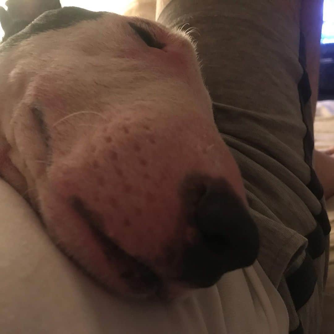 のインスタグラム：「#minituru#bull#terrier#minibullterrier#miniturubullterrier#dog#dogstagram#cute#qtaro#love#family#ミニチュア#ブルテリア#ミニチュアブルテリア#Q太郎」