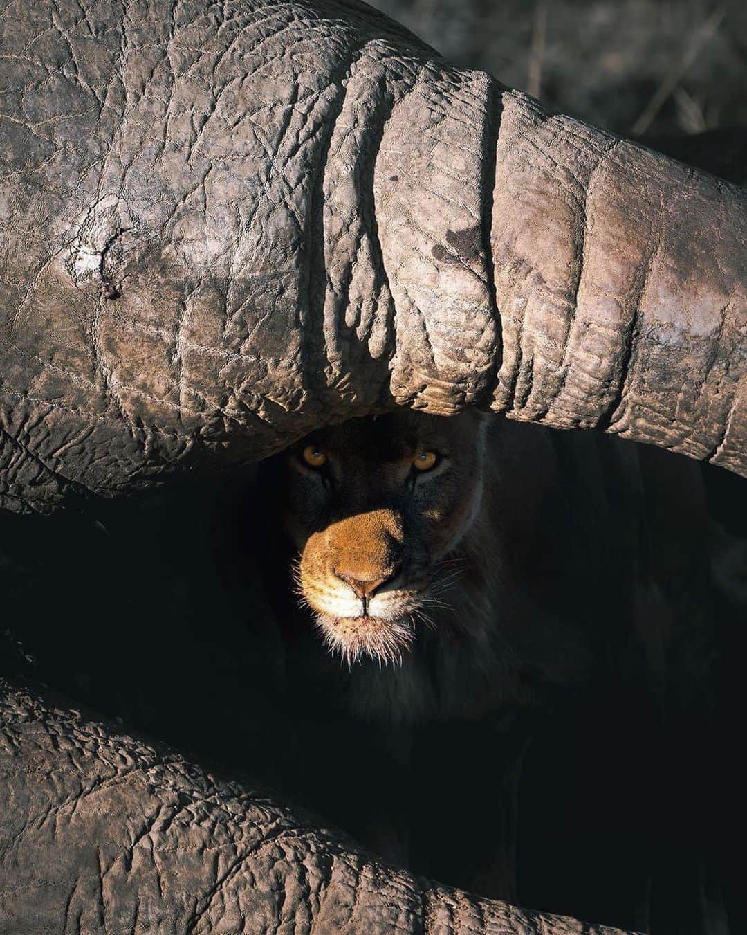 BEAUTIFUL DESTINATIONSさんのインスタグラム写真 - (BEAUTIFUL DESTINATIONSInstagram)「The Circle of Life.🌀 "It’s hard to describe what unfolded this morning in the Namibia bush, but what I witnessed was one of the most confronting yet incredible moments of my life. The smell brought us here and what we saw was completely unexpected. As we shined a light towards the bush, we saw the heartbreaking carcass of a deceased male elephant who we later found out passed away due to natural causes. Overwhelmed with grief for this beautiful animal, we then noticed 3 lion cubs climbing and feasting away at the remains of the the elephant. Weighing up to 7 tonnes, this elephant carcass can mean the survival of many other animals in the bush from the predators to the birds to the scavengers; not a bit will go to waste as moments like these are essential to the circle of life." 🐘🦁  📸 Words and Photo by @jasoncharleshill 📍 Namibia」9月9日 17時03分 - beautifuldestinations