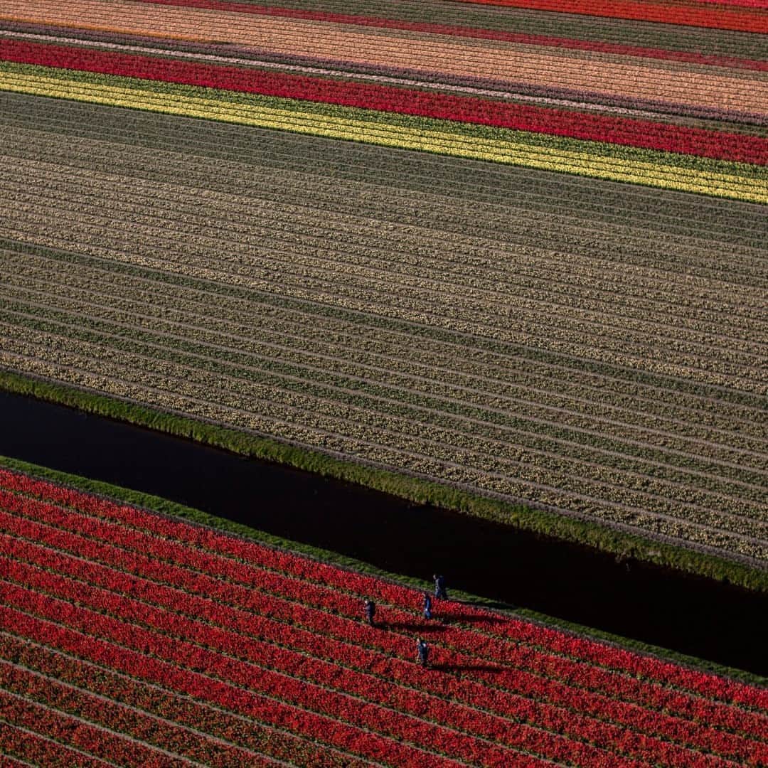 National Geographic Travelさんのインスタグラム写真 - (National Geographic TravelInstagram)「Photo by Muhammed Muheisen @mmuheisen  I captured these blossoming tulip fields near Lisse, Netherlands, a few years ago while flying over the region. For more photos and videos from different parts of the world, follow me @mmuheisen and @mmuheisenpublic. #muhammedmuheisen #Netherlands #Tulips」9月9日 17時08分 - natgeotravel