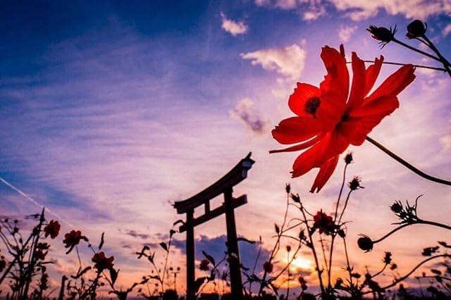 のインスタグラム：「. At Koizumi Inari Shrine, cosmos flowers provide a harmonious beauty contrasted against the sky at dusk. #SeptemberMyWay  コスモスと夕焼け空のコントラストが心に染みる #小泉稲荷神社 ⛩ . . Photo by @gubc13 Post your memories with #FlyJAL  #JapanAirlines #japan #gunma #flowerphotography」