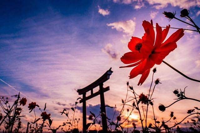 JALさんのインスタグラム写真 - (JALInstagram)「. At Koizumi Inari Shrine, cosmos flowers provide a harmonious beauty contrasted against the sky at dusk. #SeptemberMyWay  コスモスと夕焼け空のコントラストが心に染みる #小泉稲荷神社 ⛩ . . Photo by @gubc13 Post your memories with #FlyJAL  #JapanAirlines #japan #gunma #flowerphotography」9月9日 17時30分 - japanairlines_jal