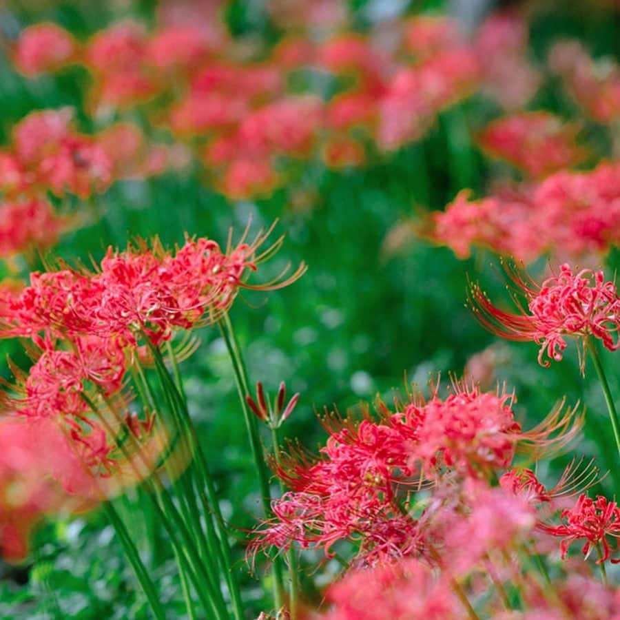 レッツエンジョイ東京さんのインスタグラム写真 - (レッツエンジョイ東京Instagram)「. ✩★------------------﻿ もうすぐ見ごろ！﻿ 東京近郊「彼岸花」名所7選﻿ ------------------✩★﻿ ﻿ 秋の訪れを告げる花といえば彼岸花。曼珠沙華（マンジュシャゲ）とも呼ばれ、秋の彼岸の時期に咲く花です。﻿ まっすぐ伸びた茎と、細い花びらの形が特徴で、赤一面の彼岸花は、まるで別次元に来たかのような美しさ♪﻿ そんな彼岸花観賞が楽しめる東京近郊のスポットをご紹介します。﻿ ﻿ 📷1枚目：野川公園（東京） 例年の見ごろ：【白】9月上旬～中旬　【赤】9月中旬～下旬 📍：新小金井／多磨﻿ ﻿ 📷2枚目：府中市郷土の森博物館（東京）﻿ 例年の見ごろ：9月中旬～下旬﻿ 総本数：1万本﻿ 📍：府中本町／分倍河原／是政﻿ ﻿ 📷3枚目：国営昭和記念公園（東京）﻿ 例年の見ごろ：9月中旬～下旬﻿ 総本数：約2万本﻿ 📍：西立川／立川﻿ ﻿ 📷4目：小石川後楽園（東京）﻿ 例年の見ごろ：9月中旬﻿ 📍：後楽園／飯田橋／水道橋﻿ ﻿ 📷5目：権現堂公園（埼玉）﻿ 例年の見ごろ：9月中旬～10月上旬﻿ 総本数：約500万本﻿ 📍：幸手﻿ ﻿ 📷6目：祖光院（千葉）﻿ 例年の見ごろ：9月中旬﻿ 総本数：約30万本﻿ 📍：常盤平﻿ ﻿ 📷7目：小出川沿い（神奈川）﻿ 例年の見ごろ：9月下旬～10月上旬﻿ 📍：茅ヶ崎／辻堂／寒川／湘南台﻿ ﻿ ﻿ 詳しい解説はアカウントトップから﻿  ☞@lets_enjoytokyo﻿ ﻿ ﻿ #レッツエンジョイ東京 ﻿ #はなまっぷ﻿ #花が好き﻿ #花好きな人と繋がりたい﻿ #日本の美しい花風景﻿ #彼岸花　﻿ #曼珠沙華﻿ #ヒガンバナ﻿ #9月の花 ﻿ #赤い花﻿ #おでかけスポット ﻿ #デートスポット﻿ #デート ﻿ #のんびりデート ﻿ #お散歩 #おさんぽ #さんぽ﻿ #府中市郷土の森博物館﻿ #野川公園﻿ #国立昭和記念公園﻿ #小石川後楽園﻿ #権現堂公園﻿ #祖光院﻿ #小出川﻿ #東京﻿ #神奈川﻿ #千葉﻿ #埼玉」9月9日 17時47分 - lets_enjoytokyo