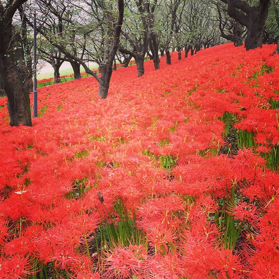 レッツエンジョイ東京さんのインスタグラム写真 - (レッツエンジョイ東京Instagram)「. ✩★------------------﻿ もうすぐ見ごろ！﻿ 東京近郊「彼岸花」名所7選﻿ ------------------✩★﻿ ﻿ 秋の訪れを告げる花といえば彼岸花。曼珠沙華（マンジュシャゲ）とも呼ばれ、秋の彼岸の時期に咲く花です。﻿ まっすぐ伸びた茎と、細い花びらの形が特徴で、赤一面の彼岸花は、まるで別次元に来たかのような美しさ♪﻿ そんな彼岸花観賞が楽しめる東京近郊のスポットをご紹介します。﻿ ﻿ 📷1枚目：野川公園（東京） 例年の見ごろ：【白】9月上旬～中旬　【赤】9月中旬～下旬 📍：新小金井／多磨﻿ ﻿ 📷2枚目：府中市郷土の森博物館（東京）﻿ 例年の見ごろ：9月中旬～下旬﻿ 総本数：1万本﻿ 📍：府中本町／分倍河原／是政﻿ ﻿ 📷3枚目：国営昭和記念公園（東京）﻿ 例年の見ごろ：9月中旬～下旬﻿ 総本数：約2万本﻿ 📍：西立川／立川﻿ ﻿ 📷4目：小石川後楽園（東京）﻿ 例年の見ごろ：9月中旬﻿ 📍：後楽園／飯田橋／水道橋﻿ ﻿ 📷5目：権現堂公園（埼玉）﻿ 例年の見ごろ：9月中旬～10月上旬﻿ 総本数：約500万本﻿ 📍：幸手﻿ ﻿ 📷6目：祖光院（千葉）﻿ 例年の見ごろ：9月中旬﻿ 総本数：約30万本﻿ 📍：常盤平﻿ ﻿ 📷7目：小出川沿い（神奈川）﻿ 例年の見ごろ：9月下旬～10月上旬﻿ 📍：茅ヶ崎／辻堂／寒川／湘南台﻿ ﻿ ﻿ 詳しい解説はアカウントトップから﻿  ☞@lets_enjoytokyo﻿ ﻿ ﻿ #レッツエンジョイ東京 ﻿ #はなまっぷ﻿ #花が好き﻿ #花好きな人と繋がりたい﻿ #日本の美しい花風景﻿ #彼岸花　﻿ #曼珠沙華﻿ #ヒガンバナ﻿ #9月の花 ﻿ #赤い花﻿ #おでかけスポット ﻿ #デートスポット﻿ #デート ﻿ #のんびりデート ﻿ #お散歩 #おさんぽ #さんぽ﻿ #府中市郷土の森博物館﻿ #野川公園﻿ #国立昭和記念公園﻿ #小石川後楽園﻿ #権現堂公園﻿ #祖光院﻿ #小出川﻿ #東京﻿ #神奈川﻿ #千葉﻿ #埼玉」9月9日 17時47分 - lets_enjoytokyo