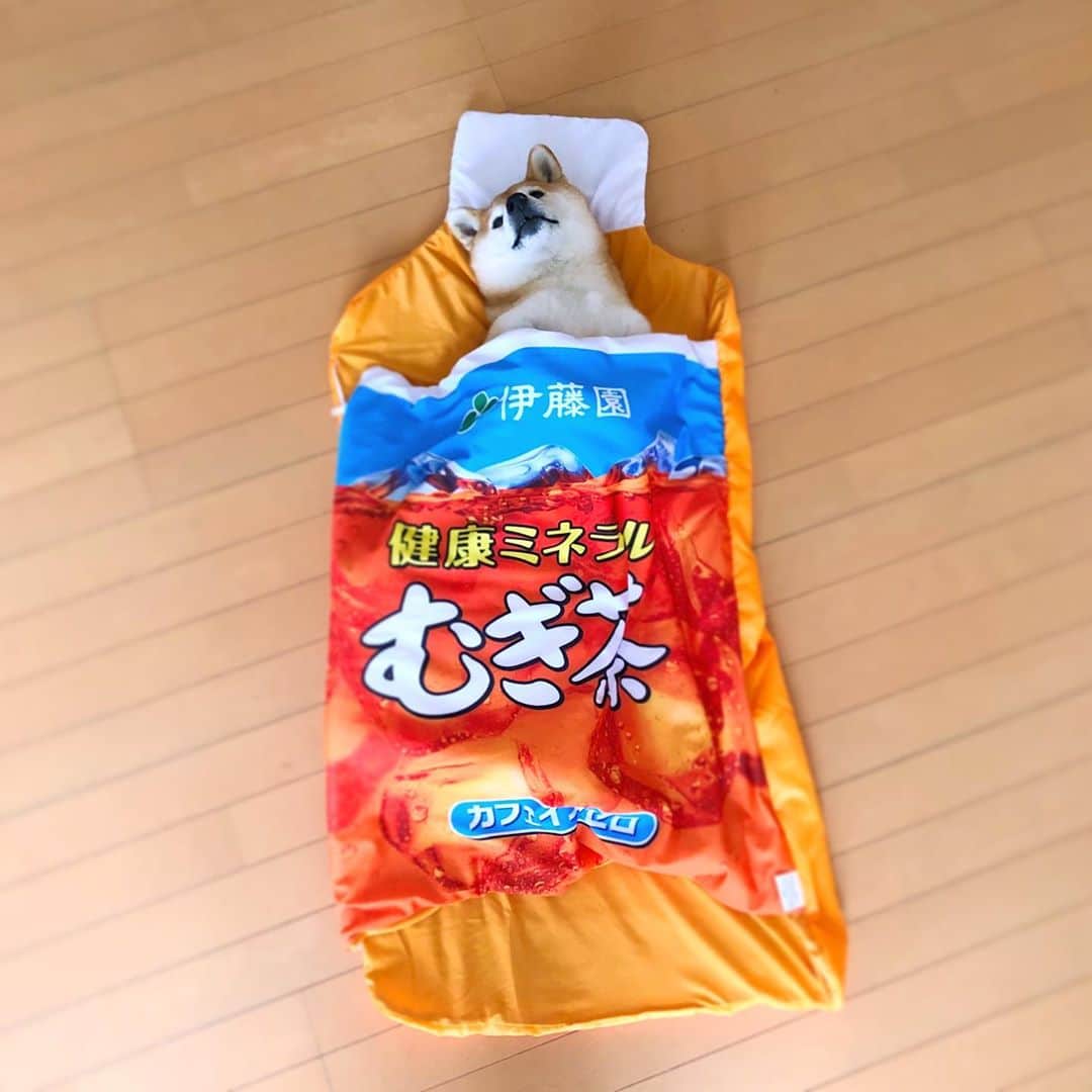 のインスタグラム：「麦茶の妖精はカフェインゼロ🙄 7月に応募して9月に届いた🥺 #shibainu #shibainu #weeklyfluff  #伊藤園 #健康ミネラルむぎ茶  #絶対もらえるキャンペーン」