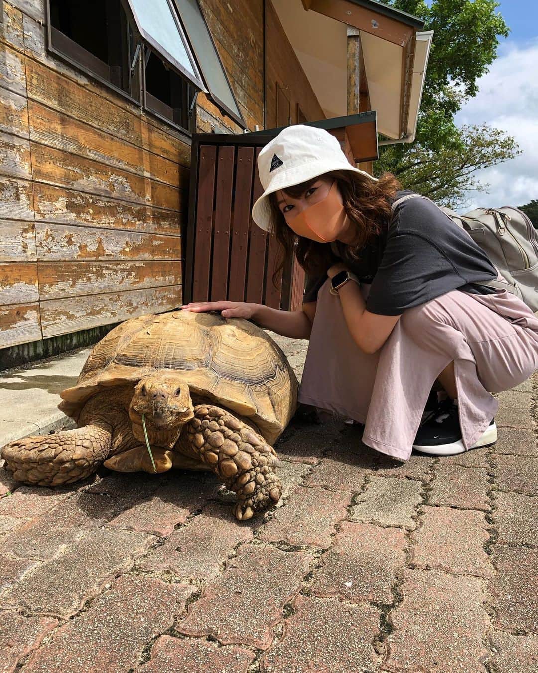 池田彩さんのインスタグラム写真 - (池田彩Instagram)「キザなカメさんと🐢 カメラ目線いただきました📸  #カメ #亀 #かめ #陸亀 #turtle」9月9日 18時11分 - aya_ikeda_official