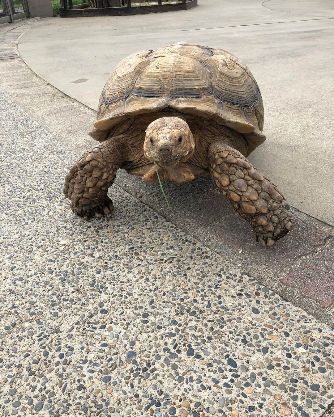 のインスタグラム：「キザなカメさんと🐢 カメラ目線いただきました📸  #カメ #亀 #かめ #陸亀 #turtle」