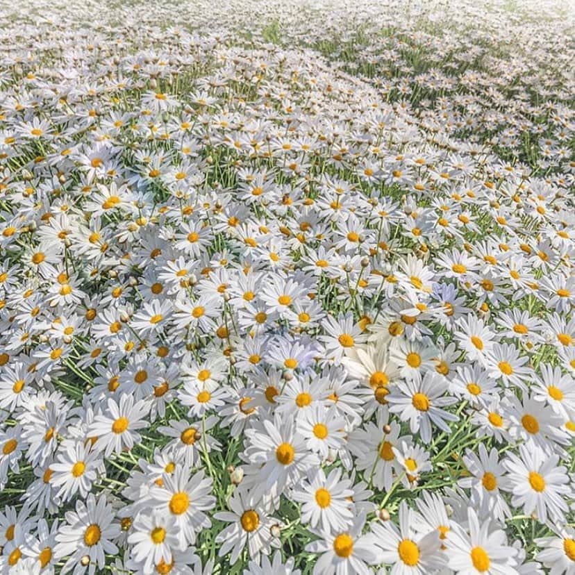 マヌーシュさんのインスタグラム写真 - (マヌーシュInstagram)「DAISY DREAM 🌼 #inspiration #flowerfield」9月9日 18時11分 - manoush_officiel