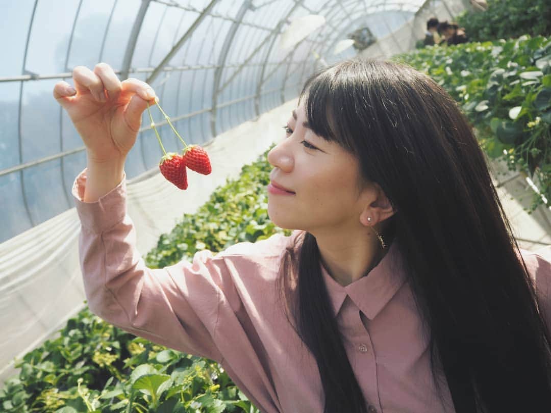 服部ひで子のインスタグラム：「いちごのさくらんぼ😉🍒🍓みたい。  いつかの、いちご狩り。  83個しか 食べれなかった…。  目標🍓100個、 達成ならず…(* >ω<)。。。！  #吉本新喜劇 #よしもと新喜劇 #新喜劇  #服部ひで子  #いちご狩り」