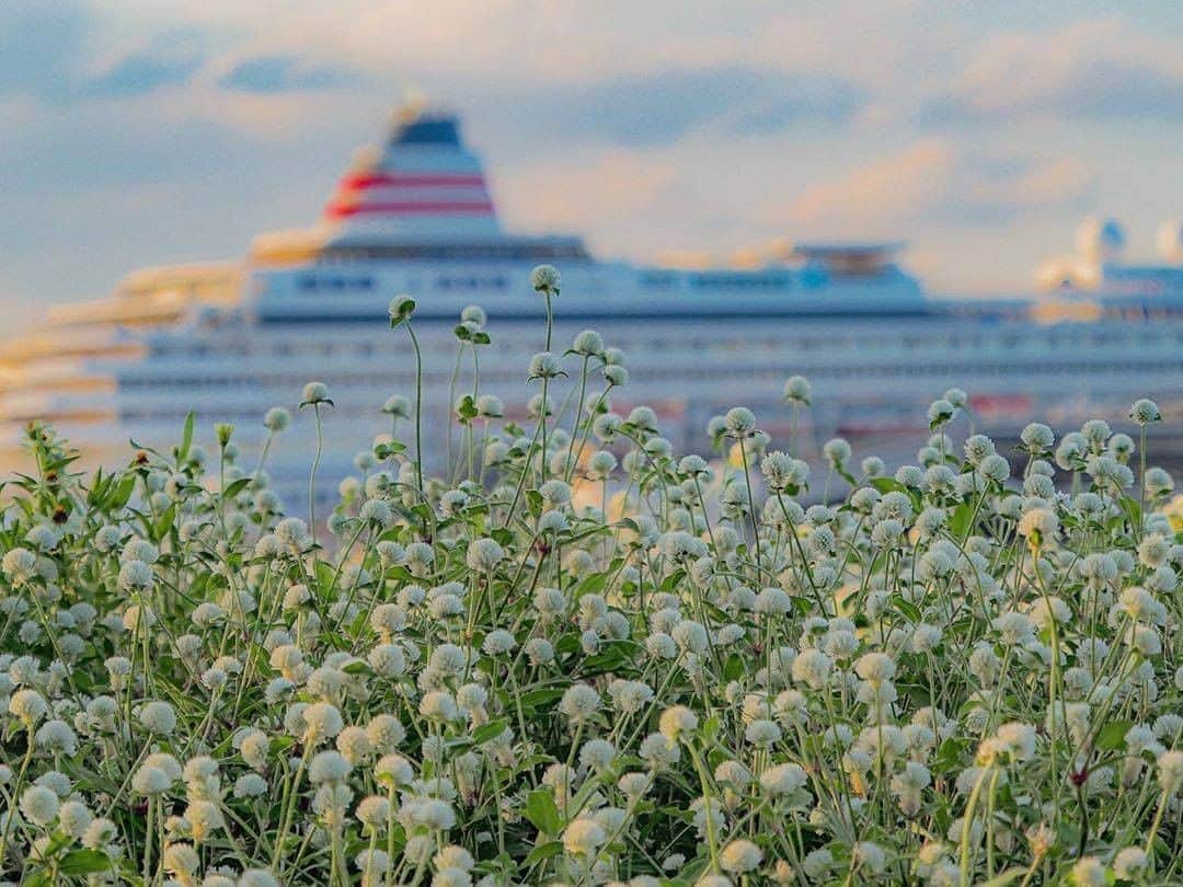 のインスタグラム：「So many beautiful sights to see on daily strolls.﻿ Photo: @yuki__hamakko﻿ #myyokohama ﻿ ﻿ #yokohama #darlingescapes #beautifuldestinations #artofvisuals #somewheremagazine #discoverglobe #travelawesome #passionpassport #lovejapan #explorejapan #japanlife #japanfocus #japan_vacations #japanrevealed #よこはま #ヨコハマ #横浜」