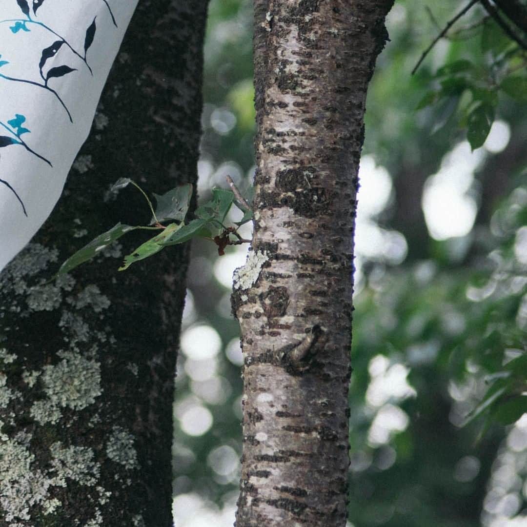 ヒラハルのグルメインスタ