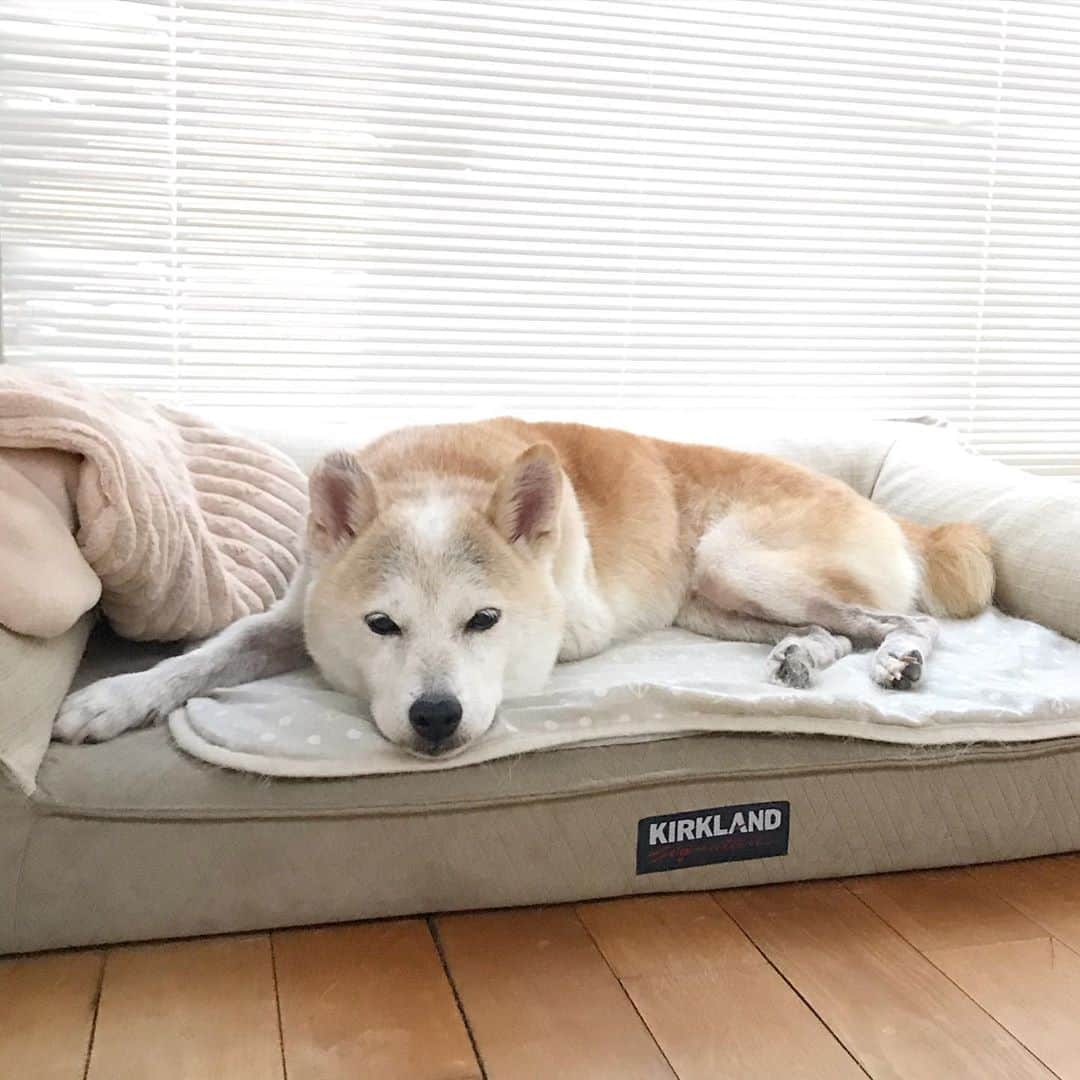 柴犬リリコのインスタグラム：「Kちゃま🧒🏻のお迎えに行こうとバッグを持った途端、悟ったリリコさん😅  #目は口ほどに物を言う #お留守番嫌い #ママのストーカー」