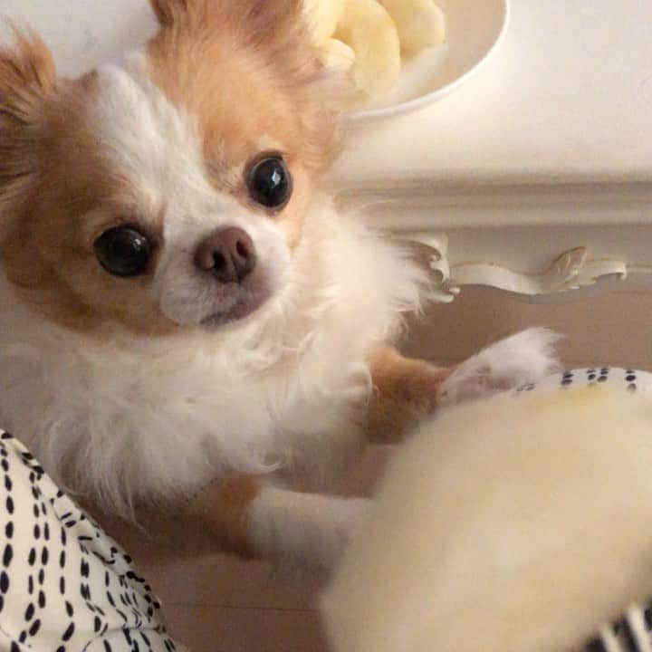 玉ねぎ戦士のグルメインスタ