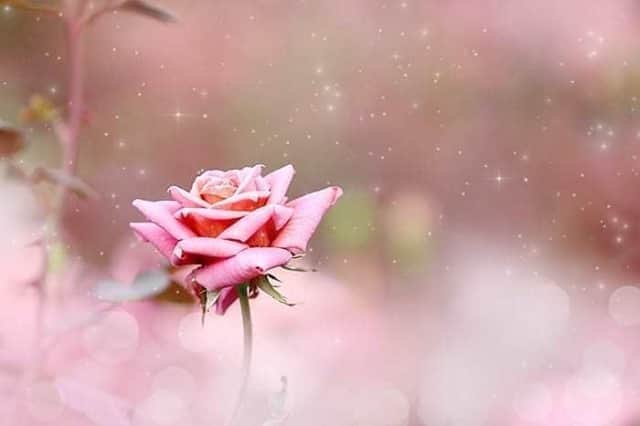 花の写真館のインスタグラム：「Photo by @happyriko.⠀ https://instagram.com/happyriko/⠀ .⠀ Original Post[投稿いただいたURL]⠀ https://www.instagram.com/p/B4I8jeEF55_/⠀ .⠀ 本アカウントは、 #私の花の写真 をつけてInstagramに投稿された皆さまの花の写真や、「花の写真館」Facebookページで投稿された花の写真を紹介します。⠀ 「花の写真館」Facebookページは、「 @floral.photograph 」のプロフィールにあるURLからご覧ください。⠀ .⠀ ※各自、政府、自治体など公的機関の指示に従った行動をお願いします。⠀⠀ 東京カメラ部および分室では、写真を「見る楽しみ」を提供することを通して、微力ながら皆様にわずかな時間でも癒しをお届けしたいと思っております。⠀ ※本アカウントは東京カメラ部がFacebook、Instagramのサービスを利用して運営しているもので、Facebook社・Instagramとは一切関係ありません。⠀ .⠀ #花の写真館 #floralphotograph #floralphoto #flower #flowers⠀ Follow: @floral.photograph」