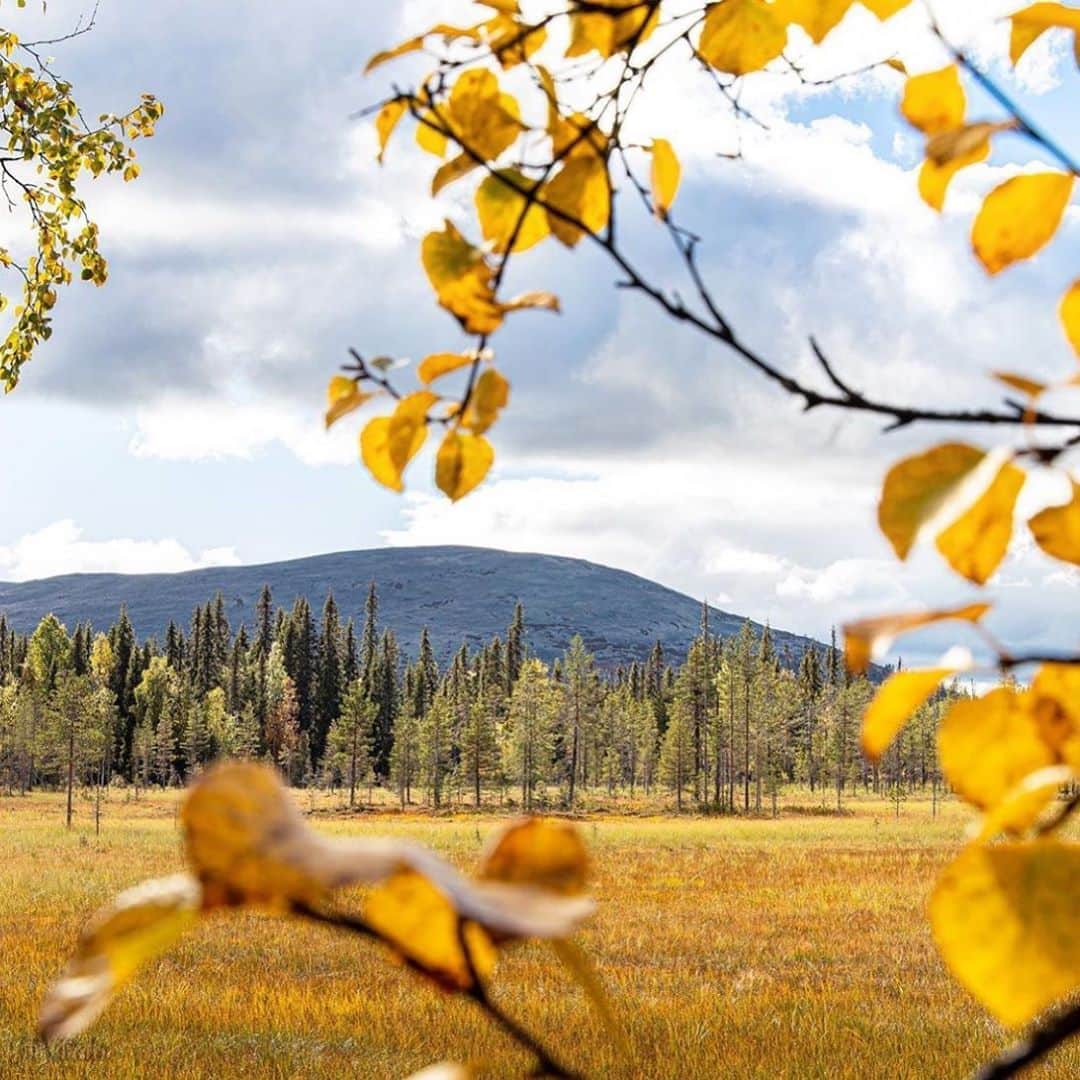 フィンランド政府観光局さんのインスタグラム写真 - (フィンランド政府観光局Instagram)「ラップランドのパッラス・ユッラストゥントゥリ国立公園。 ． @viitala_photography さんの写真。Kiitos！」9月9日 19時46分 - visitfinlandjapan