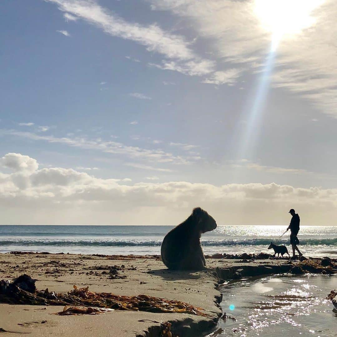 Australiaさんのインスタグラム写真 - (AustraliaInstagram)「Spotted: Giant koala making a splash at Apollo Bay 🤭 🐨 How lucky was @vanessa_snap_happy to see this furry fellow soaking up some beach scenery in the @visitgreatoceanroad region of Victoria earlier this year. Of course, this koala isn’t really super-sized, but funnily enough, #koalas in the southern parts of Australia are actually considerably larger and have thicker fur than those in the north; a rather clever adaption for the cooler winters in the south. The nearby #CapeOtway is a great area to see koalas in the wild when travel permits, just don’t forget to look up! #seeaustralia」9月9日 20時00分 - australia