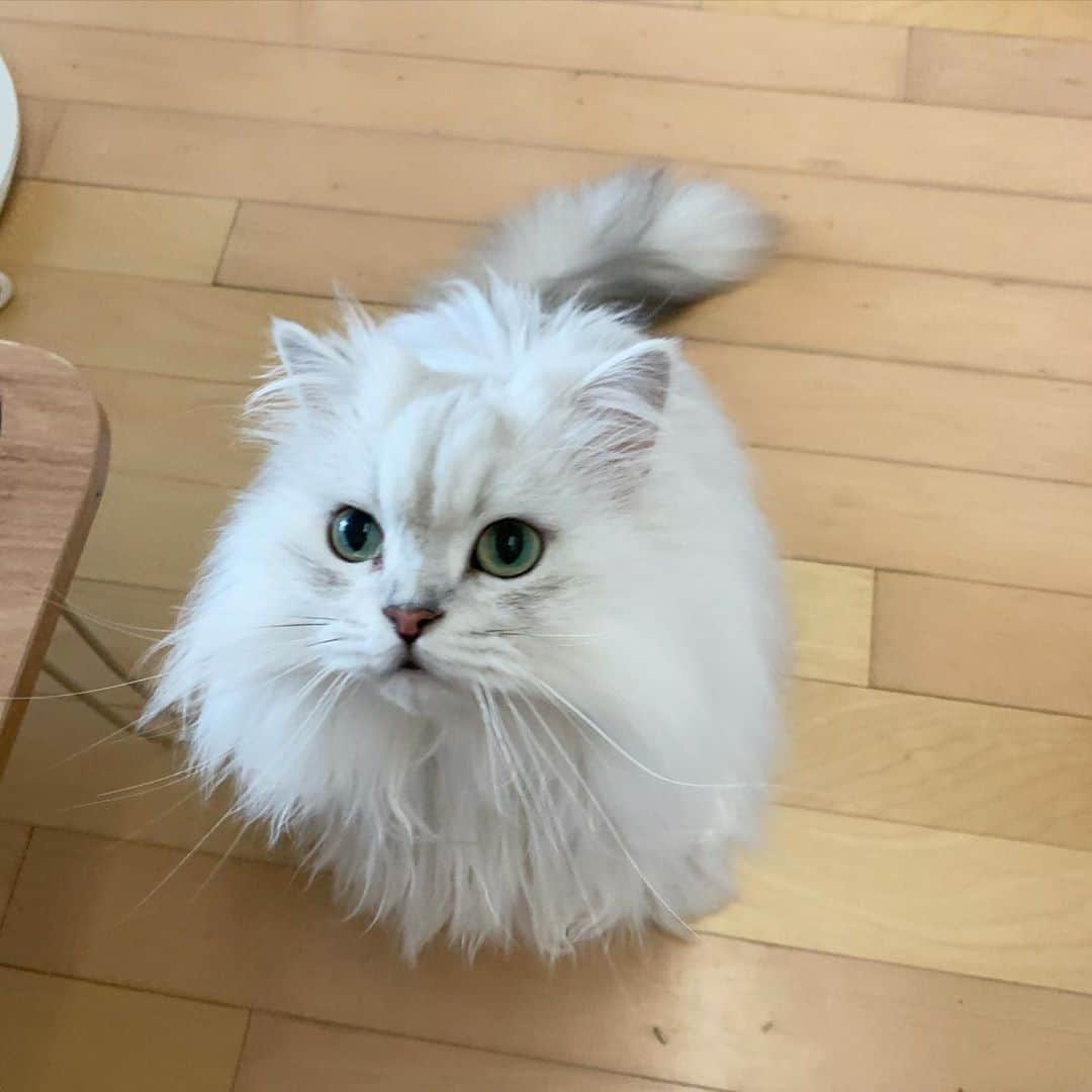 후추네큰언니のインスタグラム：「언니 나 간식죠!!!!!  웅냠 ❤️ . . . . . #후추  #고양이  #냥스타그램 #캣스타그램  #Hoochu #Hoochuthecat #cat #cats #catstagram #catsofinstagram #topcatphoto #bestmeow #ilovecat #cute #fluffy #petstagram #instacats」