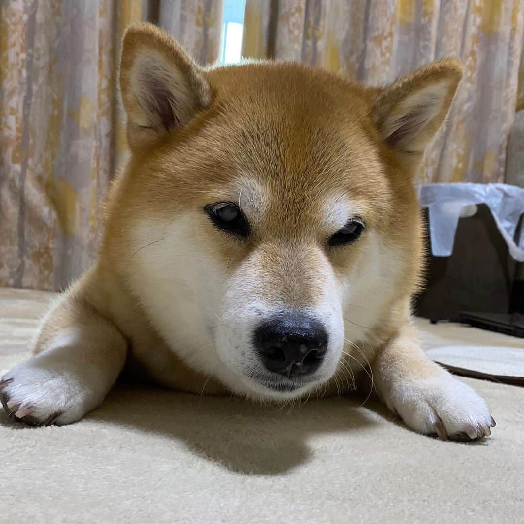 まる（まるたろう）さんのインスタグラム写真 - (まる（まるたろう）Instagram)「Even though I just ate, I’m already becoming hungry. ✨🐶🥴✨なんかね、さっきご飯食べた気がするんだけど #お腹すいてるんだよね🙄 #秋だからかな #もっかいご飯食べよっ #パパからママに頼んで欲しい🥺 #いいでしょ #ほら #はよっ」9月9日 20時04分 - marutaro