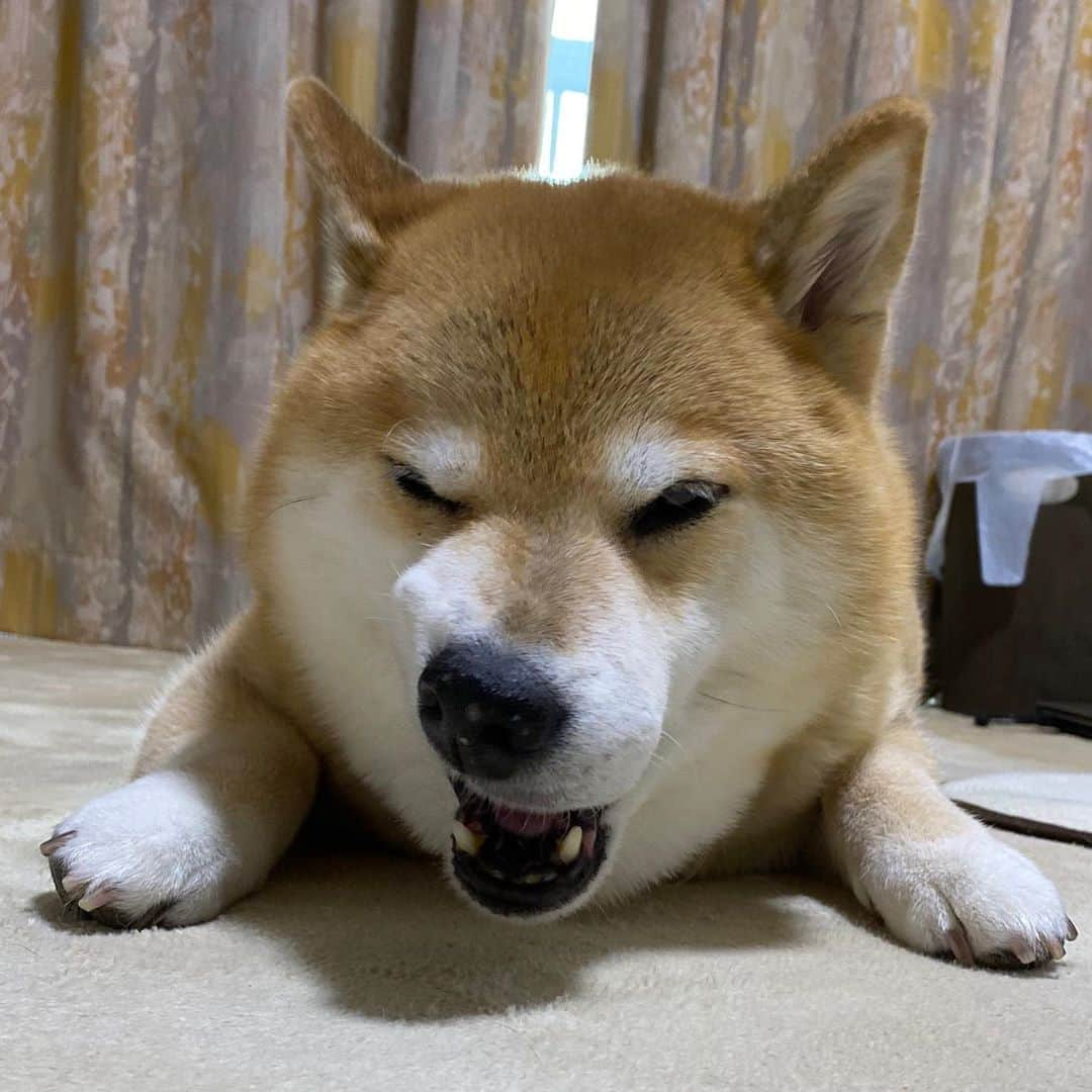 まる（まるたろう）さんのインスタグラム写真 - (まる（まるたろう）Instagram)「Even though I just ate, I’m already becoming hungry. ✨🐶🥴✨なんかね、さっきご飯食べた気がするんだけど #お腹すいてるんだよね🙄 #秋だからかな #もっかいご飯食べよっ #パパからママに頼んで欲しい🥺 #いいでしょ #ほら #はよっ」9月9日 20時04分 - marutaro