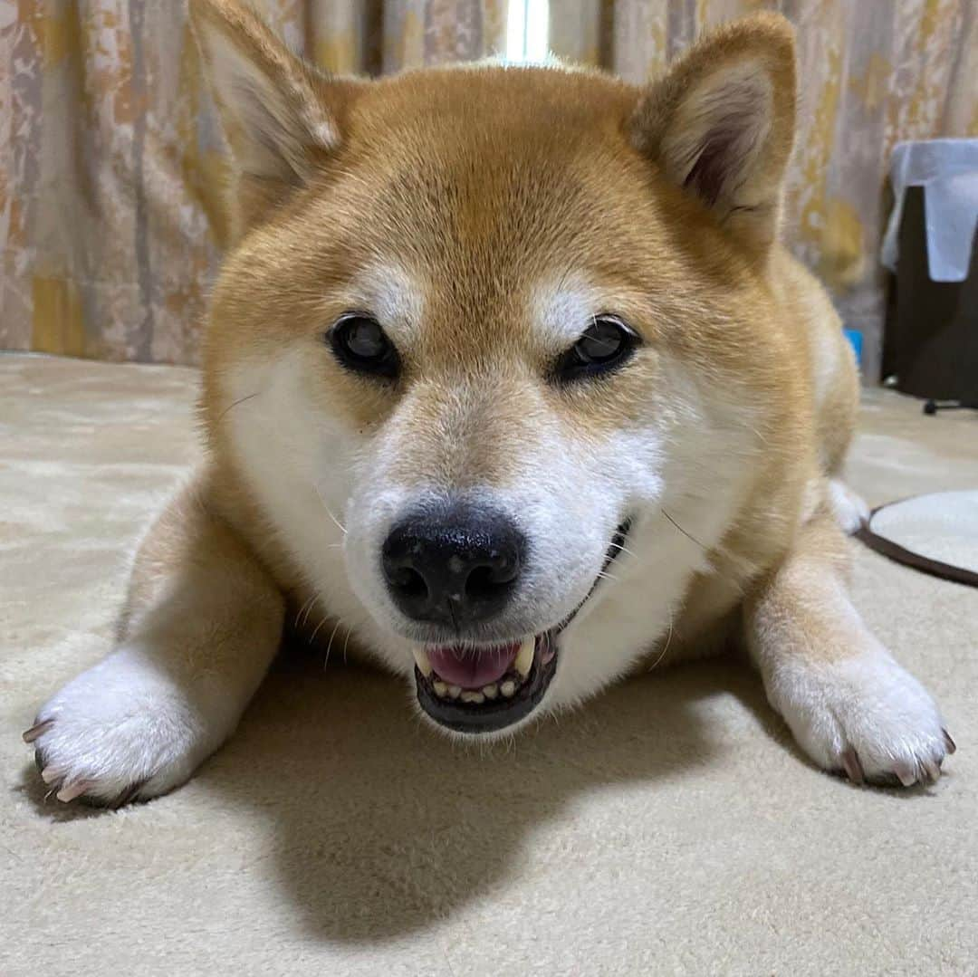 まる（まるたろう）さんのインスタグラム写真 - (まる（まるたろう）Instagram)「Even though I just ate, I’m already becoming hungry. ✨🐶🥴✨なんかね、さっきご飯食べた気がするんだけど #お腹すいてるんだよね🙄 #秋だからかな #もっかいご飯食べよっ #パパからママに頼んで欲しい🥺 #いいでしょ #ほら #はよっ」9月9日 20時04分 - marutaro