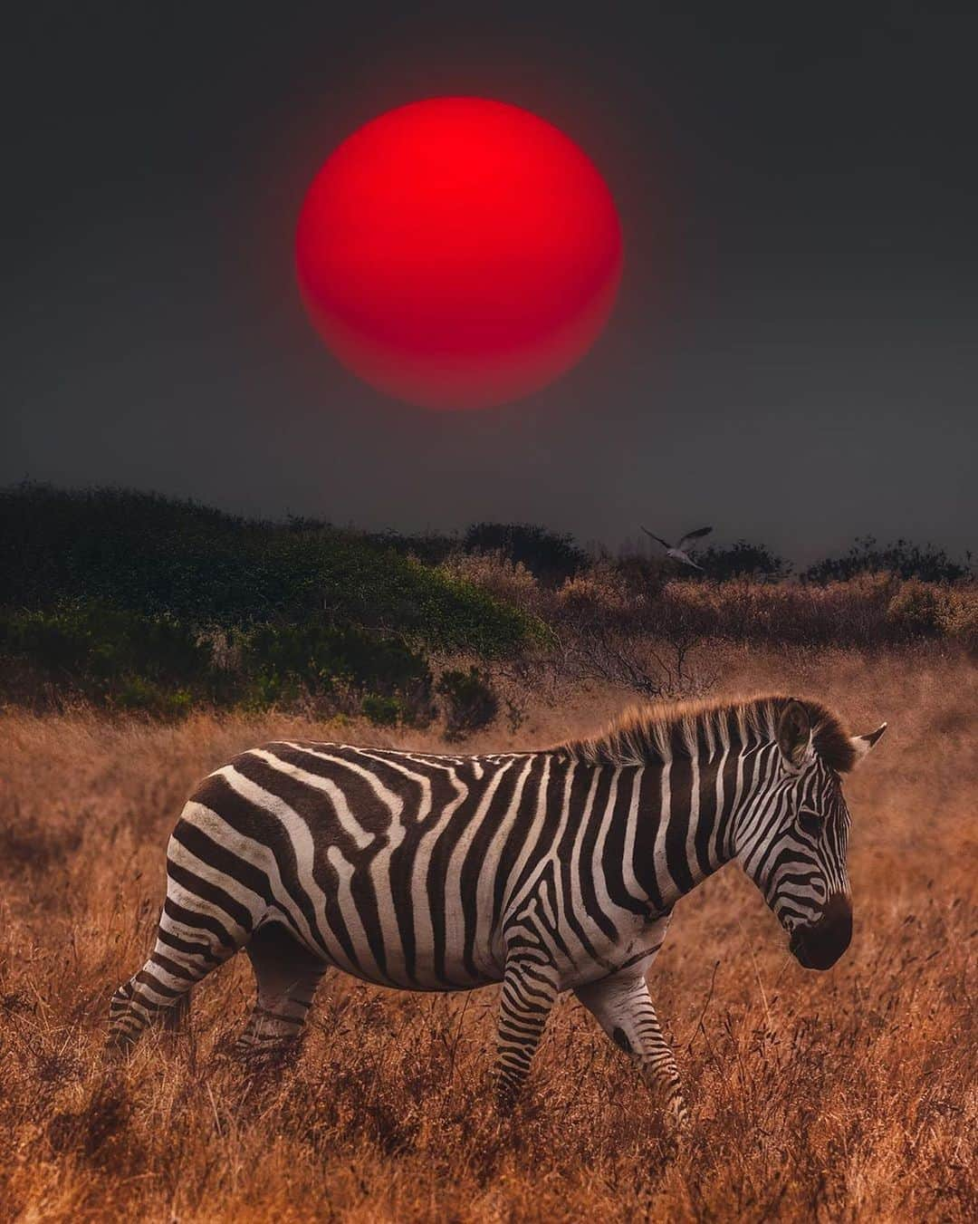 Canon Photographyさんのインスタグラム写真 - (Canon PhotographyInstagram)「Zebras roaming in California! 🦓  Photography // @a_guy_named_eric Curated by @steffeneisenacher  #zebras #california #cali #sunsetphotography #wildlifephotography」9月9日 20時07分 - cpcollectives