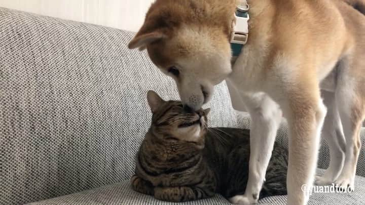 ゆうとろ（柴犬ゆうと猫のとろ）のインスタグラム