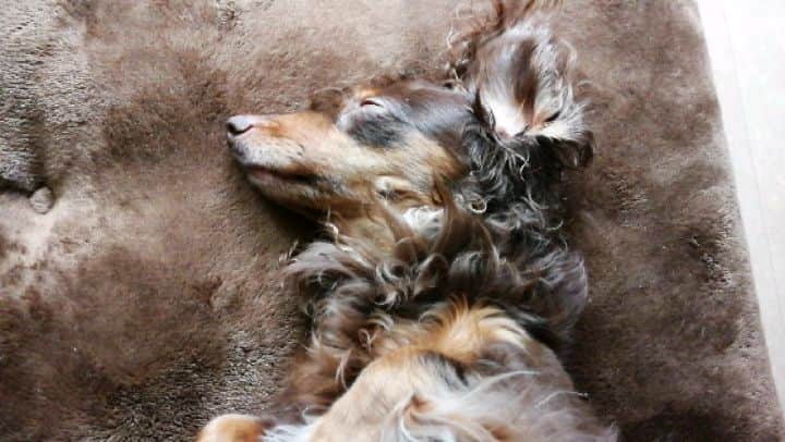 ななこのインスタグラム：「ピクピクその１と、 ピクピクその２ ※ ※ #犬 #愛犬 #ダックス #カニンヘン　 #dog #dachshund #dogstagram  #doxie #instadog #instadachshund  #petstagram #dachshundsofinstagram」