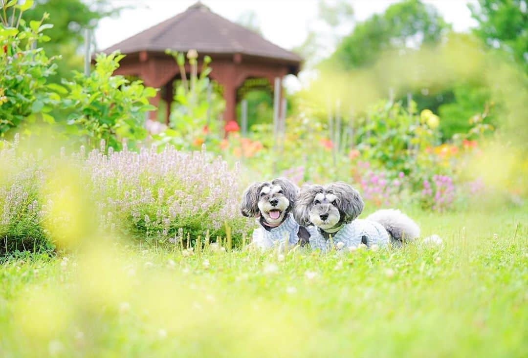のインスタグラム：「⑅︎◡̈︎* ・ 紫竹ガーデンからこんばんワン🐾 楽しいが溢れているマーブルと早く飛び回りたくてうずうずしているイヴですっ！ ・ #紫竹ガーデン 建物も可愛いかった💕 ・ こんなに素敵な場所なのに、コロナ影響で観光客も全然居なくて貸切状態でした。。。 ・ 今回の北海道旅！ どこへ行っても人が少なく、ちょっと心配になってしまうほどヾ(≧︎∪︎≦︎*)ﾉ〃 ・ おかげでじっくりと楽しめました♥︎︎∗︎*ﾟ ・ とは言え、一日も早くいつもの活気ある北海道に戻って欲しいです！ ・ #北海道旅行  #北海道ガーデン街道  #十勝  #帯広  #道東  #北海道ミライノート  #garden  #花と犬  #イングリッシュガーデン  #flowerdog  #わんこと旅行  #わんこok  #ジェニッカーズ  #dogenic #love_bestjapan #daily_photo_jpn #わんことおでかけ  #doglover #inuくらぶ_jpn #しゅなら部 #シュナウザー #miniatureschnauzer  #only_one_wan  #paw_smile_pictures  #inutome #うちの子可愛く撮り隊 #わんこカメラ部」