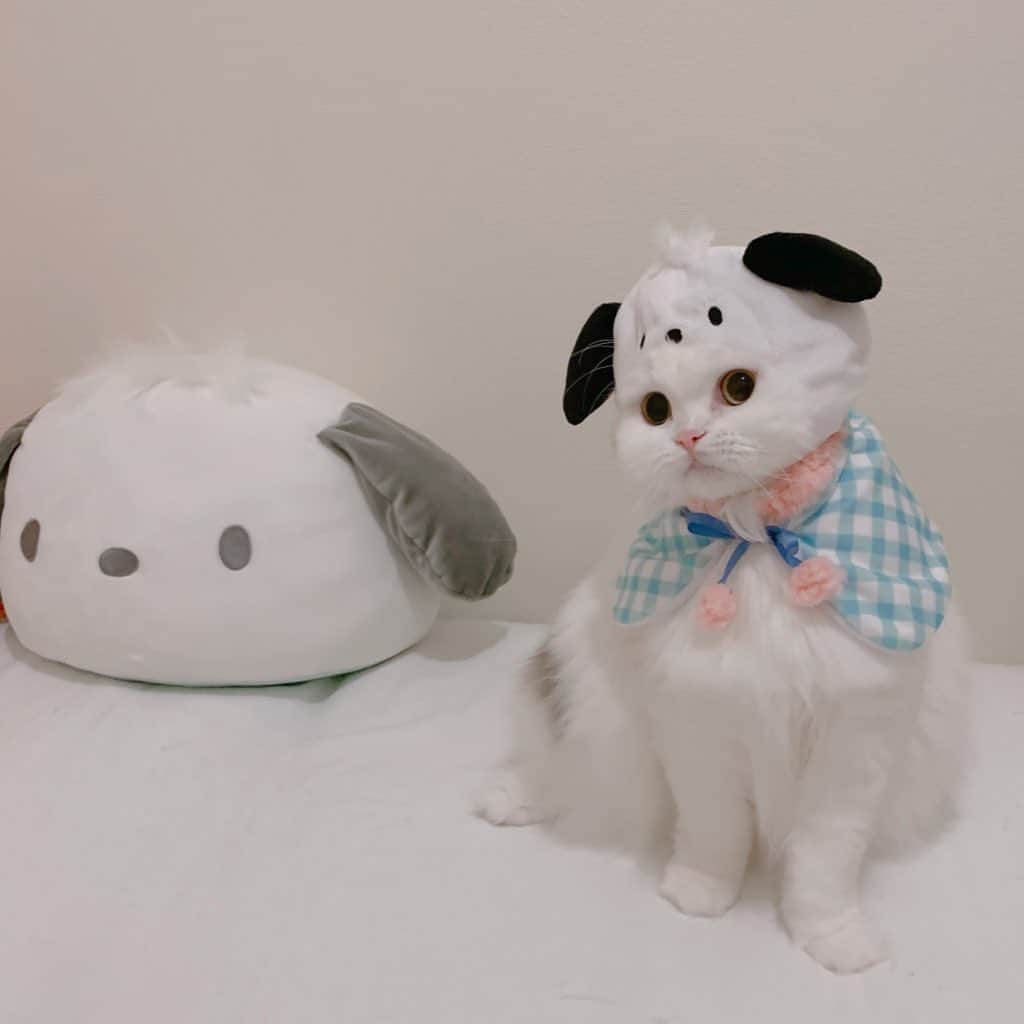 のんたのインスタグラム：「ぱんとポチャッコ🐶隣のぬいぐるみみたいに耳がグレーだったらよかったなぁー ・ #scottishfold #catstagram_japan #catsofinstagram #cats_of_instagram#catoftheday #ilovemycat #bestmeow #catlover #cutecat #kittensofinstagram #cute #スコティッシュフォールド#sanrio#ポチャッコ#pochacco」